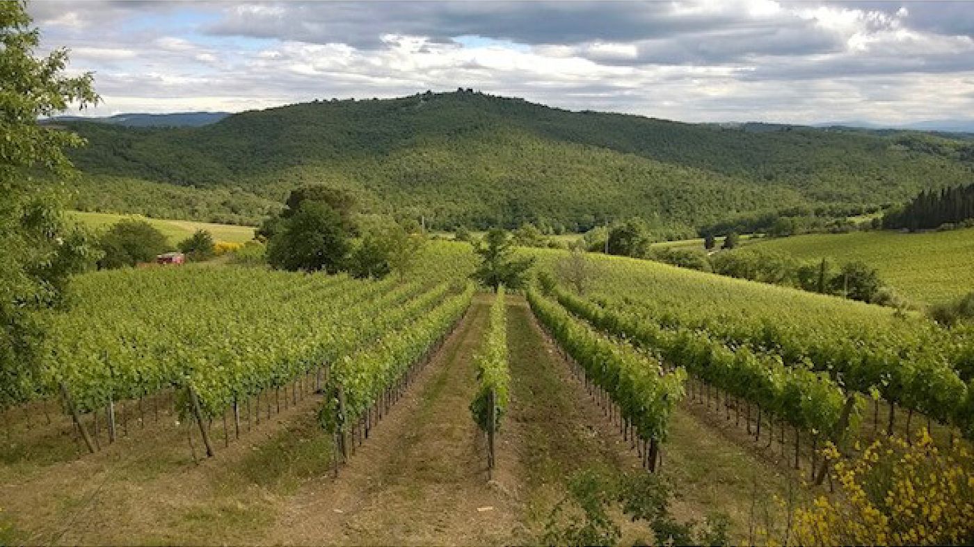 I vigneti di Torcilacqua